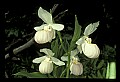 01105-00100-Showy Lady's Slipper, Cypripedium Reginae.jpg