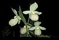 01105-00101-Showy Lady's Slipper, Cypripedium Reginae.jpg