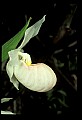 01105-00103-Showy Lady's Slipper, Cypripedium Reginae.jpg