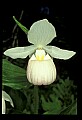 01105-00104-Showy Lady's Slipper, Cypripedium Reginae.jpg