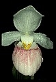 01105-00105-Showy Lady's Slipper, Cypripedium Reginae.jpg