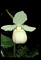 01105-00106-Showy Lady's Slipper, Cypripedium Reginae.jpg