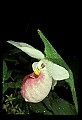 01105-00108-Showy Lady's Slipper, Cypripedium Reginae.jpg