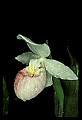 01105-00109-Showy Lady's Slipper, Cypripedium Reginae.jpg