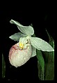 01105-00110-Showy Lady's Slipper, Cypripedium Reginae.jpg