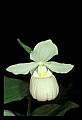 01105-00111-Showy Lady's Slipper, Cypripedium Reginae.jpg