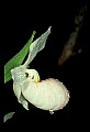 01105-00112-Showy Lady's Slipper, Cypripedium Reginae.jpg