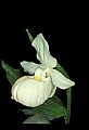 01105-00113-Showy Lady's Slipper, Cypripedium Reginae.jpg