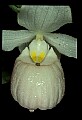 01105-00114-Showy Lady's Slipper, Cypripedium Reginae.jpg