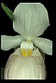 01105-00115-Showy Lady's Slipper, Cypripedium Reginae.jpg