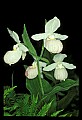 01105-00116-Showy Lady's Slipper, Cypripedium Reginae.jpg