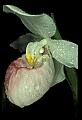 01105-00117-Showy Lady's Slipper, Cypripedium Reginae.jpg