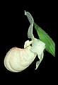 01105-00118-Showy Lady's Slipper, Cypripedium Reginae.jpg