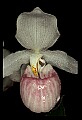 01105-00119-Showy Lady's Slipper, Cypripedium Reginae.jpg