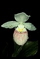 01105-00120-Showy Lady's Slipper, Cypripedium Reginae.jpg