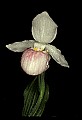 01105-00121-Showy Lady's Slipper, Cypripedium Reginae.jpg