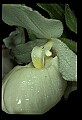 01105-00122-Showy Lady's Slipper, Cypripedium Reginae.jpg