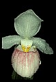 01105-00123-Showy Lady's Slipper, Cypripedium Reginae.jpg