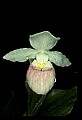 01105-00124-Showy Lady's Slipper, Cypripedium Reginae.jpg