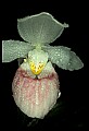 01105-00125-Showy Lady's Slipper, Cypripedium Reginae.jpg