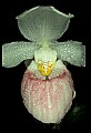 01105-00127-Showy Lady's Slipper, Cypripedium Reginae.jpg