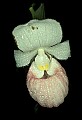 01105-00129-Showy Lady's Slipper, Cypripedium Reginae.jpg