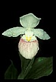 01105-00130-Showy Lady's Slipper, Cypripedium Reginae.jpg