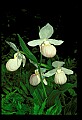 01105-00131-Showy Lady's Slipper, Cypripedium Reginae.jpg