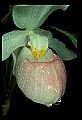 01105-00132-Showy Lady's Slipper, Cypripedium Reginae.jpg