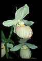 01105-00133-Showy Lady's Slipper, Cypripedium Reginae.jpg