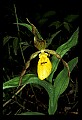 01106-00001-Small Yellow Lady's Slipper, Cypripedium calceolus.jpg