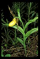 01106-00002-Small Yellow Lady's Slipper, Cypripedium calceolus.jpg