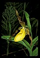 01106-00003-Small Yellow Lady's Slipper, Cypripedium calceolus.jpg