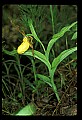 01106-00004-Small Yellow Lady's Slipper, Cypripedium calceolus.jpg