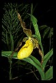01106-00005-Small Yellow Lady's Slipper, Cypripedium calceolus.jpg