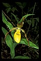 01106-00006-Small Yellow Lady's Slipper, Cypripedium calceolus.jpg