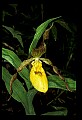 01106-00007-Small Yellow Lady's Slipper, Cypripedium calceolus.jpg
