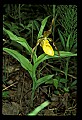 01106-00008-Small Yellow Lady's Slipper, Cypripedium calceolus.jpg