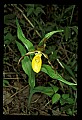 01106-00009-Small Yellow Lady's Slipper, Cypripedium calceolus.jpg