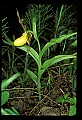 01106-00010-Small Yellow Lady's Slipper, Cypripedium calceolus.jpg