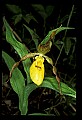 01106-00011-Small Yellow Lady's Slipper, Cypripedium calceolus.jpg
