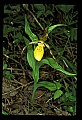01106-00012-Small Yellow Lady's Slipper, Cypripedium calceolus.jpg