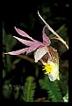 01107-00001-Calypso Orchid, Calypso bulbosa.jpg