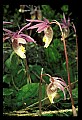 01107-00002-Calypso Orchid, Calypso bulbosa.jpg