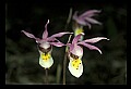 01107-00003-Calypso Orchid, Calypso bulbosa.jpg