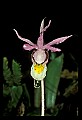 01107-00004-Calypso Orchid, Calypso bulbosa.jpg