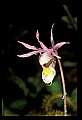01107-00005-Calypso Orchid, Calypso bulbosa.jpg