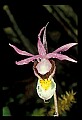 01107-00006-Calypso Orchid, Calypso bulbosa.jpg