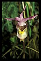 01107-00007-Calypso Orchid, Calypso bulbosa.jpg