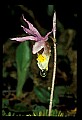 01107-00009-Calypso Orchid, Calypso bulbosa.jpg